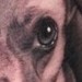 Tattoos - Dog - 47390